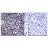 Immunohistochemistry - Anti-USP50 Antibody (C16379) - Antibodies.com