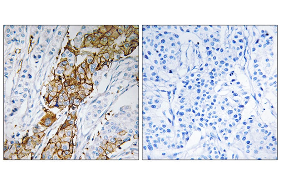 Immunohistochemistry - Anti-USP32 Antibody (C19377) - Antibodies.com