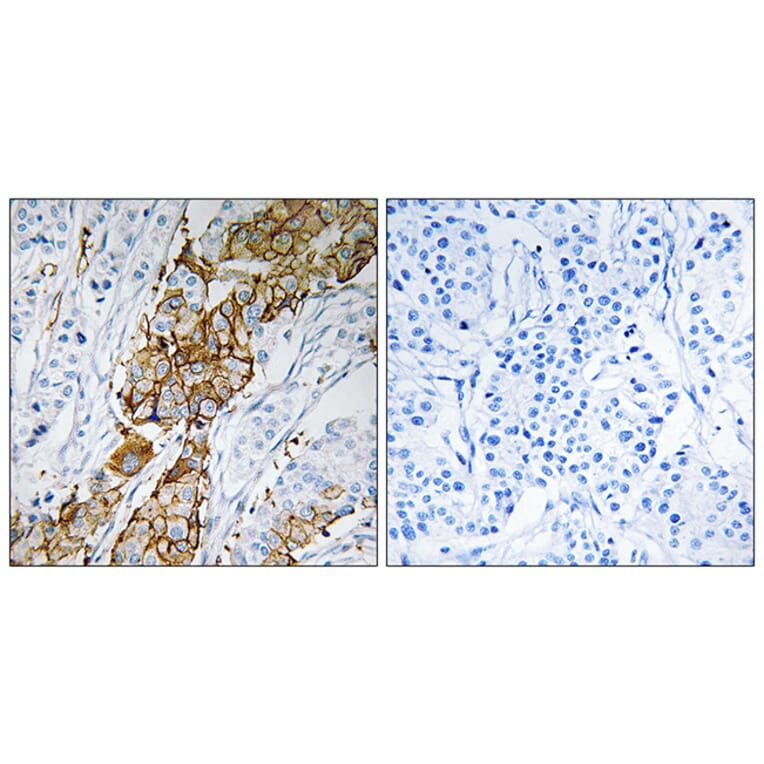 Immunohistochemistry - Anti-USP32 Antibody (C19377) - Antibodies.com