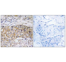 Immunohistochemistry - Anti-USP24 Antibody (C19369) - Antibodies.com