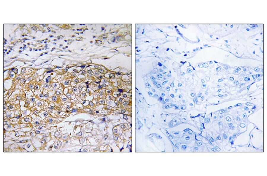 Immunohistochemistry - Anti-USP24 Antibody (C19369) - Antibodies.com
