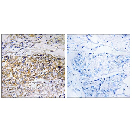 Immunohistochemistry - Anti-USP24 Antibody (C19369) - Antibodies.com