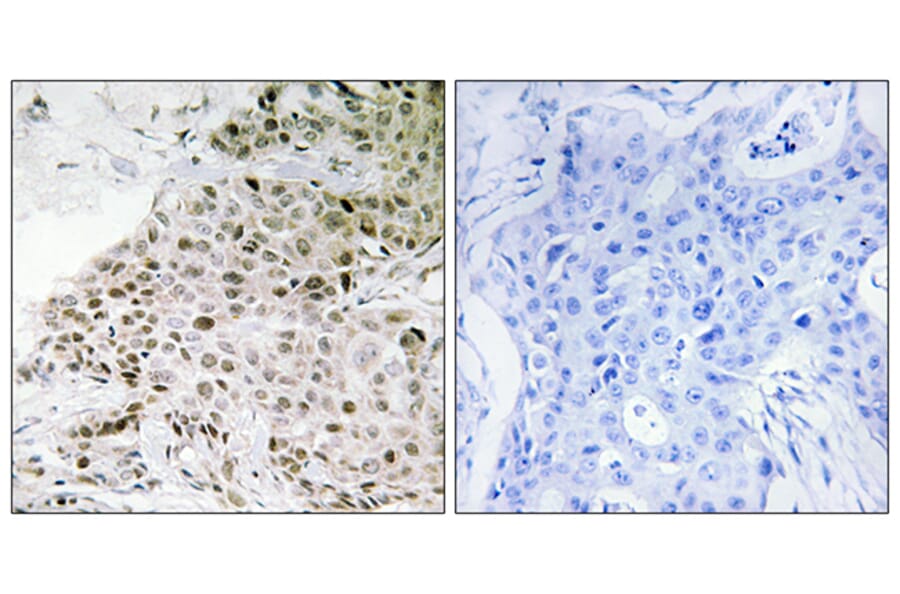 Immunohistochemistry - Anti-TAF13 Antibody (C11083) - Antibodies.com