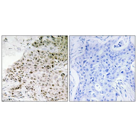 Immunohistochemistry - Anti-TAF13 Antibody (C11083) - Antibodies.com