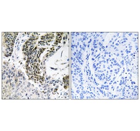 Immunohistochemistry - Anti-RREB1 Antibody (C18285) - Antibodies.com