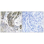 Immunohistochemistry - Anti-RREB1 Antibody (C18285) - Antibodies.com