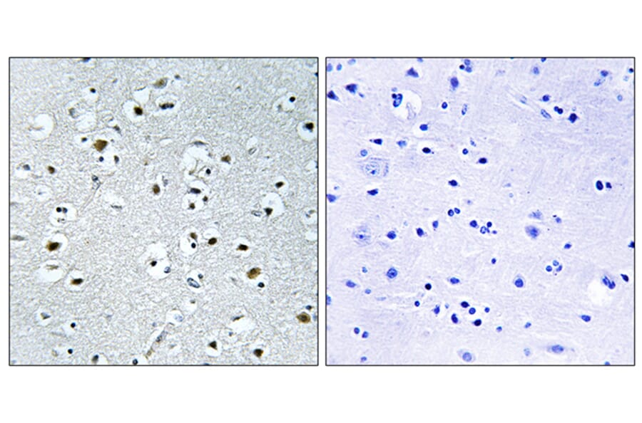 Immunohistochemistry - Anti-PPRC1 Antibody (C17657) - Antibodies.com