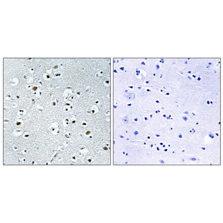Immunohistochemistry - Anti-PPRC1 Antibody (C17657) - Antibodies.com