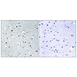 Immunohistochemistry - Anti-PPRC1 Antibody (C17657) - Antibodies.com