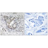 Immunohistochemistry - Anti-PNPT1 Antibody (C17774) - Antibodies.com
