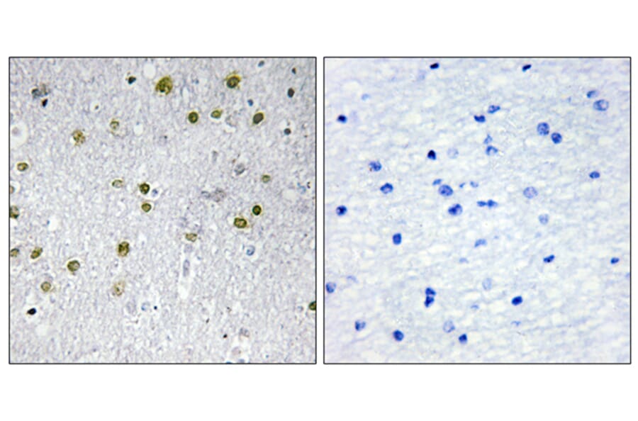 Immunohistochemistry - Anti-NRIP2 Antibody (C11598) - Antibodies.com