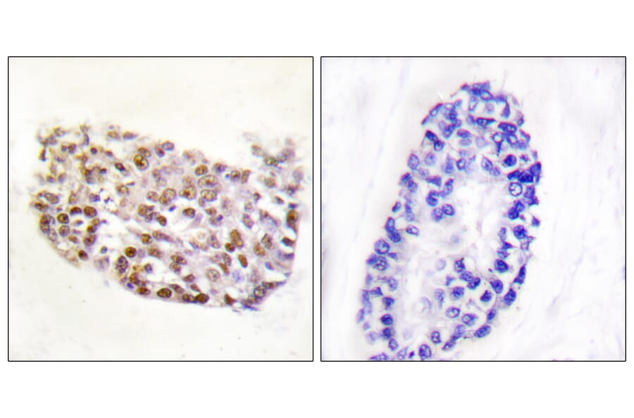 Immunohistochemistry - Anti-NFAT5 Antibody (B1220) - Antibodies.com
