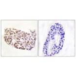 Immunohistochemistry - Anti-NFAT5 Antibody (B1220) - Antibodies.com