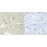 Immunohistochemistry - Anti-NCOA5 Antibody (C17115) - Antibodies.com