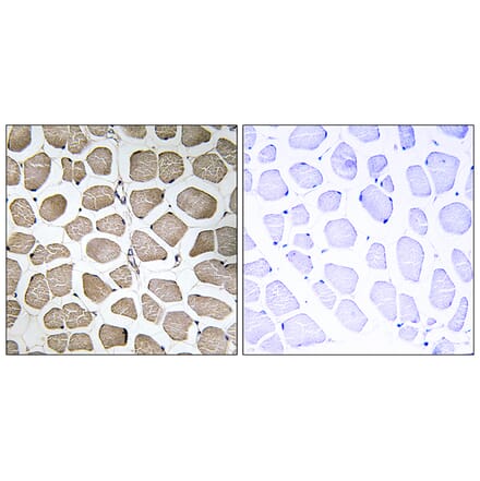 Immunohistochemistry - Anti-MOT12 Antibody (C16687) - Antibodies.com