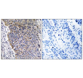 Immunohistochemistry - Anti-MGST3 Antibody (C16642) - Antibodies.com