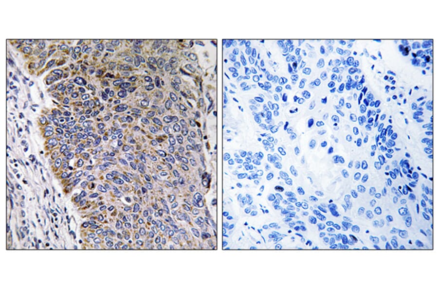 Immunohistochemistry - Anti-MGST3 Antibody (C16642) - Antibodies.com