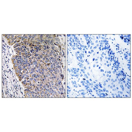 Immunohistochemistry - Anti-MGST3 Antibody (C16642) - Antibodies.com