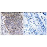 Immunohistochemistry - Anti-MGST3 Antibody (C16642) - Antibodies.com