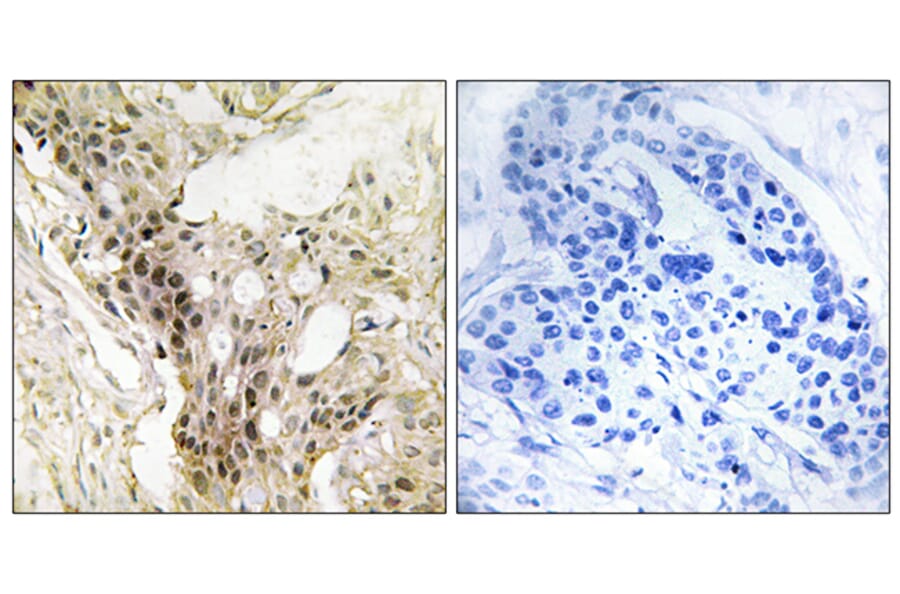 Immunohistochemistry - Anti-MED21 Antibody (C10986) - Antibodies.com