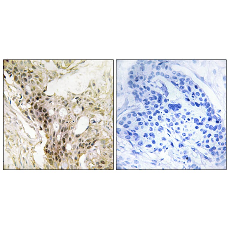 Immunohistochemistry - Anti-MED21 Antibody (C10986) - Antibodies.com