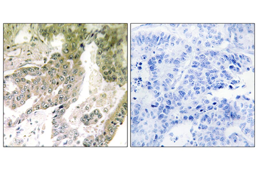 Immunohistochemistry - Anti-LAMA5 Antibody (C13068) - Antibodies.com