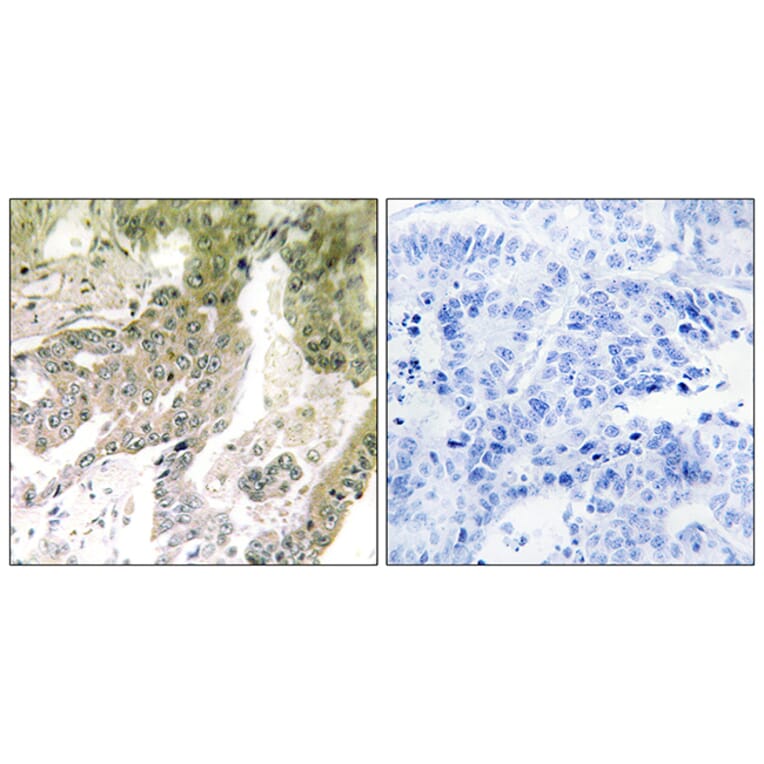 Immunohistochemistry - Anti-LAMA5 Antibody (C13068) - Antibodies.com