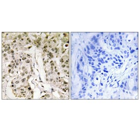 Immunohistochemistry - Anti-HCFC1 Antibody (C10684) - Antibodies.com