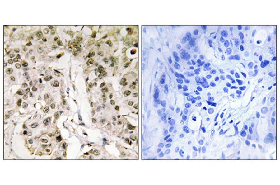 Immunohistochemistry - Anti-HCFC1 Antibody (C10684) - Antibodies.com
