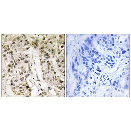 Immunohistochemistry - Anti-HCFC1 Antibody (C10684) - Antibodies.com