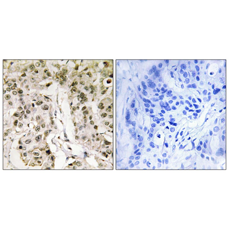 Immunohistochemistry - Anti-HCFC1 Antibody (C10684) - Antibodies.com