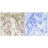 Immunohistochemistry - Anti-HCFC1 Antibody (C10684) - Antibodies.com