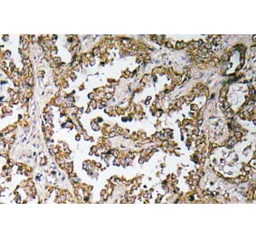 Immunohistochemistry - Anti-Myostatin Proprotein Antibody (R12-2161) - Antibodies.com