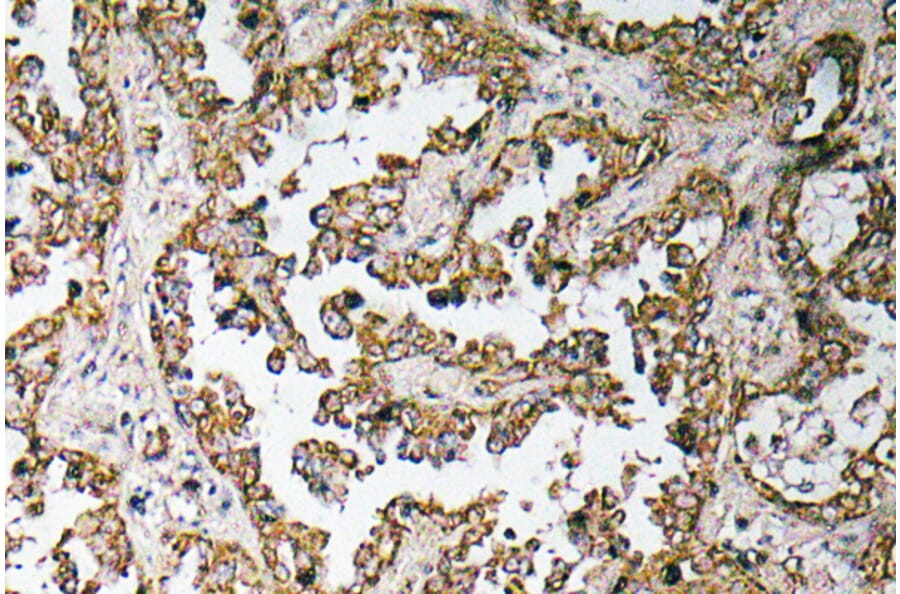 Immunohistochemistry - Anti-Myostatin Proprotein Antibody (R12-2161) - Antibodies.com