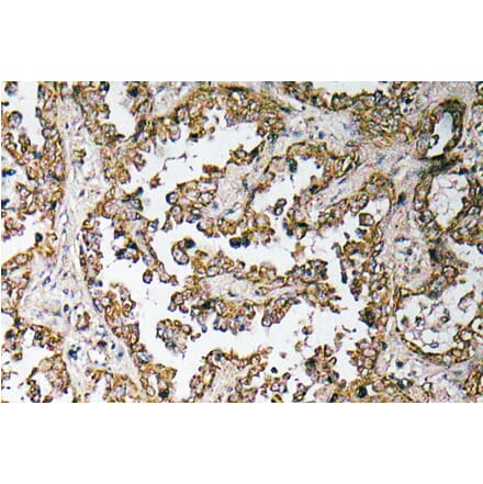 Immunohistochemistry - Anti-Myostatin Proprotein Antibody (R12-2161) - Antibodies.com