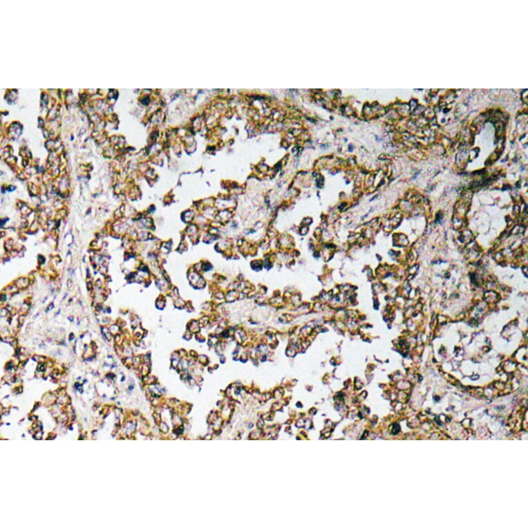 Immunohistochemistry - Anti-Myostatin Proprotein Antibody (R12-2161) - Antibodies.com