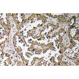 Immunohistochemistry - Anti-Myostatin Proprotein Antibody (R12-2161) - Antibodies.com