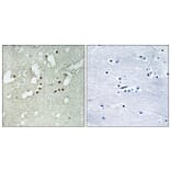 Immunohistochemistry - Anti-FOXJ3 Antibody (C15789) - Antibodies.com