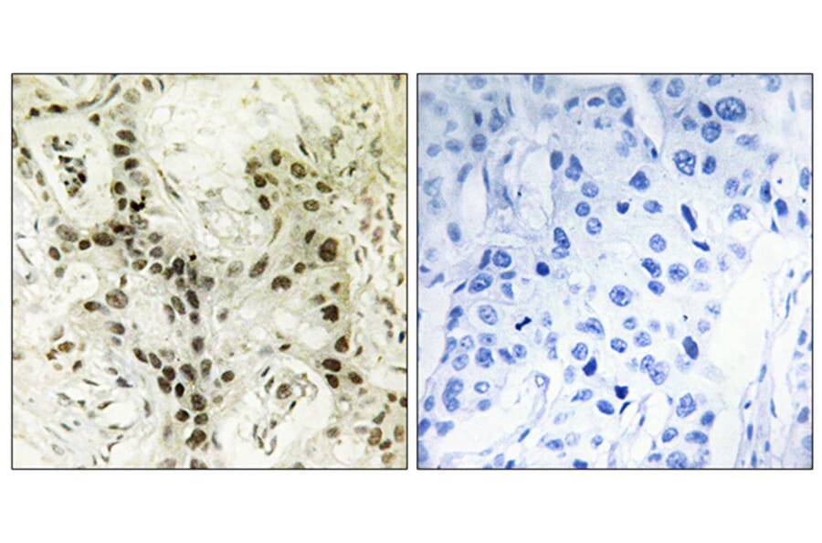Immunohistochemistry - Anti-FOXI1 Antibody (C10938) - Antibodies.com