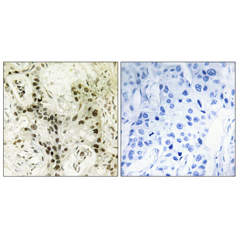 Immunohistochemistry - Anti-FOXI1 Antibody (C10938) - Antibodies.com