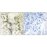 Immunohistochemistry - Anti-FOXI1 Antibody (C10938) - Antibodies.com