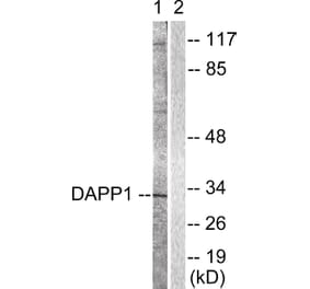 Western Blot - Anti-DAPP1 Antibody (B0901) - Antibodies.com