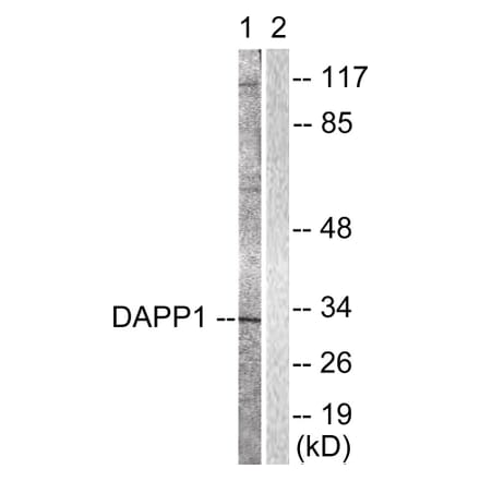 Western Blot - Anti-DAPP1 Antibody (B0901) - Antibodies.com