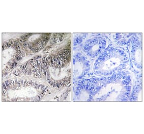 Immunohistochemistry - Anti-COX19 Antibody (C12232) - Antibodies.com