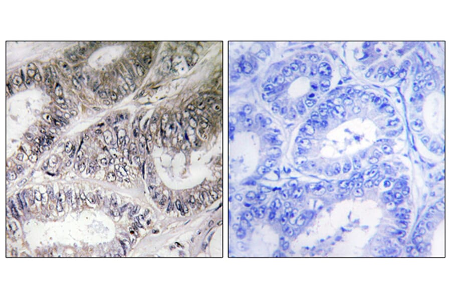 Immunohistochemistry - Anti-COX19 Antibody (C12232) - Antibodies.com