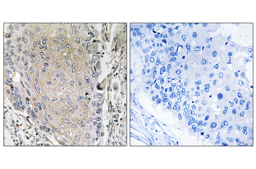 Immunohistochemistry - Anti-CBLN3 Antibody (C15058) - Antibodies.com