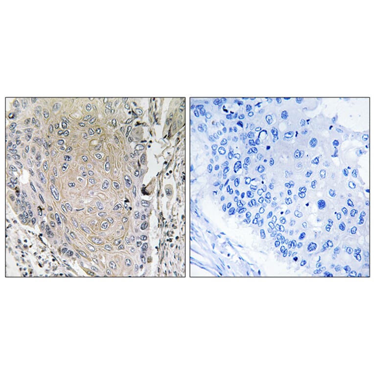 Immunohistochemistry - Anti-CBLN3 Antibody (C15058) - Antibodies.com