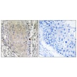 Immunohistochemistry - Anti-CBLN3 Antibody (C15058) - Antibodies.com