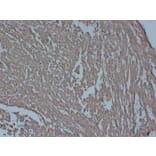 Immunohistochemistry - Anti-Actin Antibody (V0005) - Antibodies.com