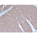 Immunohistochemistry - Anti-Actin Antibody (V0005) - Antibodies.com